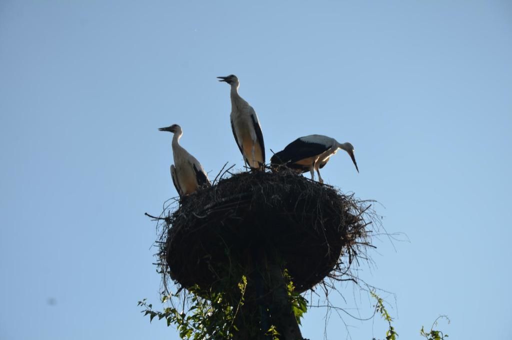 Виллы Andrzejówka Borowe-75