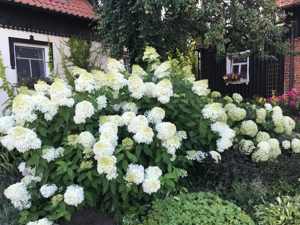 Виллы Andrzejówka Borowe-80