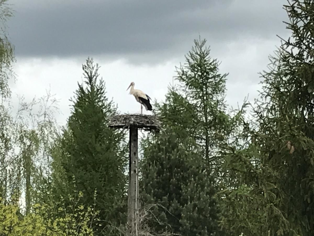 Виллы Andrzejówka Borowe-12