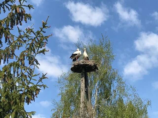 Виллы Andrzejówka Borowe-105