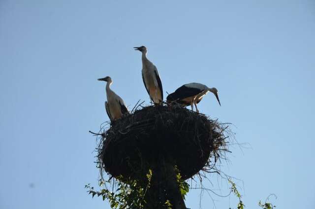 Виллы Andrzejówka Borowe-74