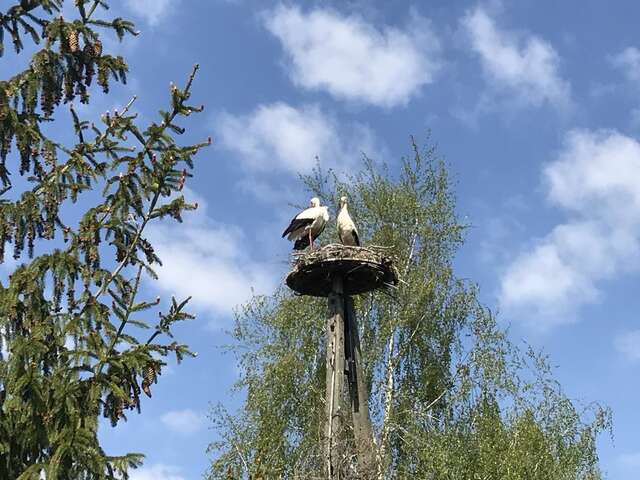 Виллы Andrzejówka Borowe-10