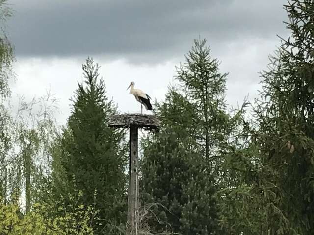 Виллы Andrzejówka Borowe-11